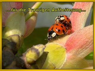 ...für die Traurigen Aufheiterung... 