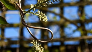 Ein Leben ohne LOOP ist möglich