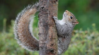 Ein Leben ohne LOOP ist möglich