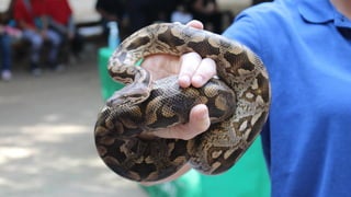 Ein Leben ohne LOOP ist möglich