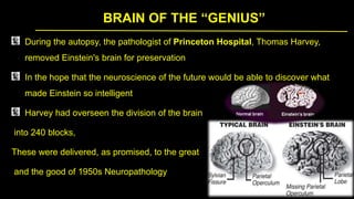 BRAIN OF THE “GENIUS”
During the autopsy, the pathologist of Princeton Hospital, Thomas Harvey,
removed Einstein's brain for preservation
In the hope that the neuroscience of the future would be able to discover what
made Einstein so intelligent
Harvey had overseen the division of the brain
into 240 blocks,
These were delivered, as promised, to the great
and the good of 1950s Neuropathology
 