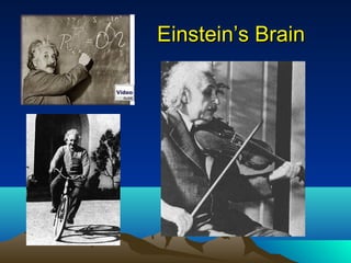 Einstein’s Brain




     • 1879-1955
 