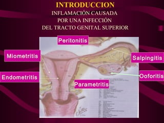 INTRODUCCION
                  INFLAMACIÓN CAUSADA
                    POR UNA INFECCIÓN
               DEL TRACTO GENITAL SUPERIOR

                    Peritonitis

 Miometritis                                 Salpingitis


Endometritis                                   Ooforitis
                          Parametritis
 