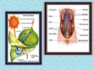 BIOLOGY PPT-EXCRETION IN PLANTS AND ANIMALS | PPTX