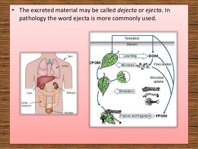 Excretion In Plants And Animals