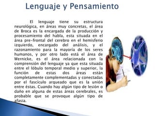 El lenguaje tiene su estructura
neurológica, en áreas muy concretas, el área
de Broca es la encargada de la producción y
procesamiento del habla, esta situada en el
área pre-frontal del cerebro en el hemisferio
izquierdo, encargado del análisis, y el
razonamiento para la mayoría de los seres
humanos, y por otro lado está el área de
Wernicke, es el área relacionada con la
comprensión del lenguaje ya que esta situada
entre el lóbulo temporal medio y superior, la
función de estas dos áreas están
completamente complementadas y conectadas
por el fascículo arqueado que es la unión
entre éstas. Cuando hay algún tipo de lesión o
daño en alguna de estas áreas cerebrales, es
probable que se provoque algún tipo de
afasia.
 