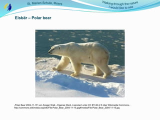 Eisbär – Polar bear
„Polar Bear 2004-11-15“ von Ansgar Walk - Eigenes Werk. Lizenziert unter CC BY-SA 2.5 über Wikimedia Commons -
http://commons.wikimedia.org/wiki/File:Polar_Bear_2004-11-15.jpg#/media/File:Polar_Bear_2004-11-15.jpg
 