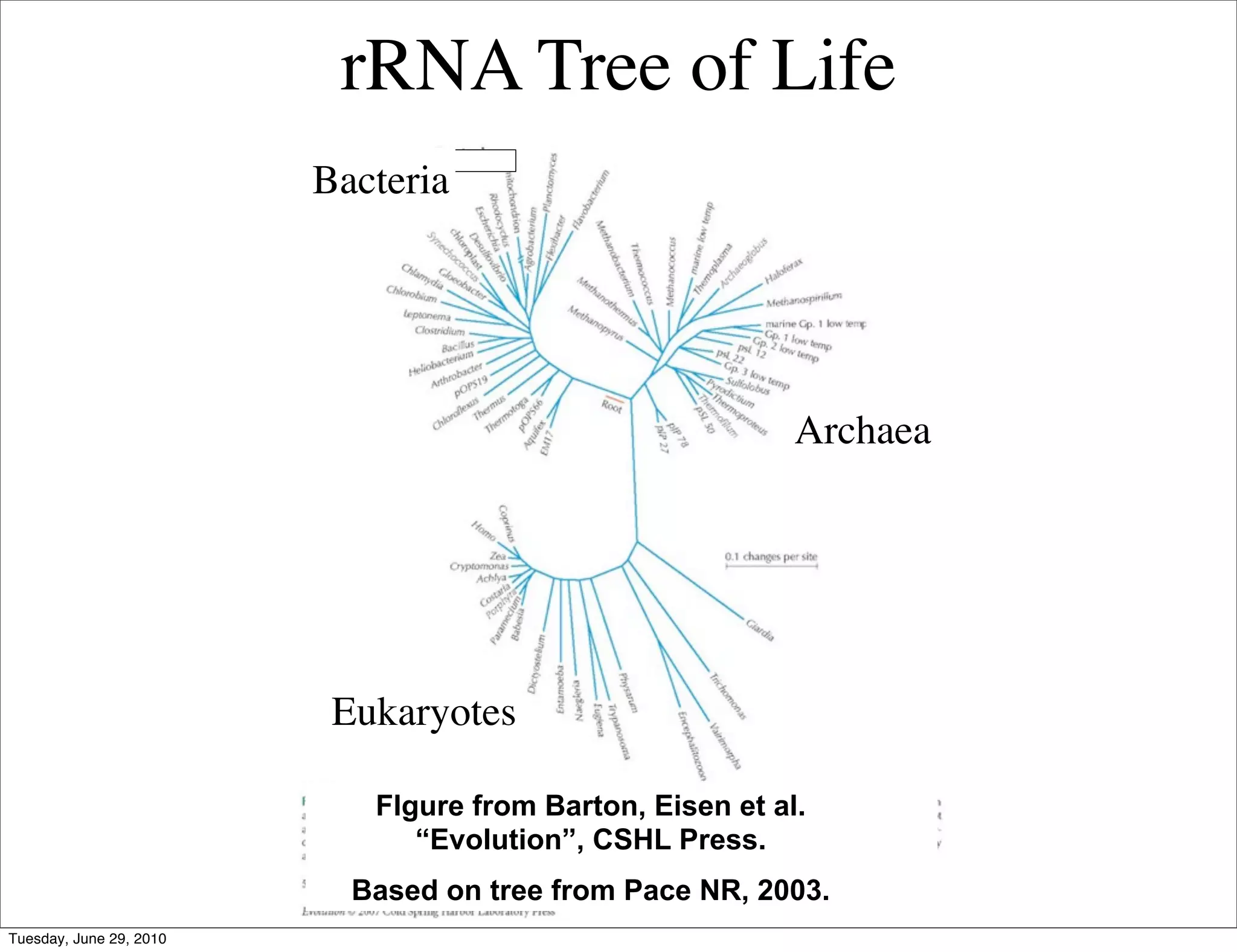 rRNA Tree of Life
                         Bacteria




                                                           Archaea




                          Eukaryotes

                            FIgure from Barton, Eisen et al.
                               “Evolution”, CSHL Press.
                           Based on tree from Pace NR, 2003.
Tuesday, June 29, 2010
 