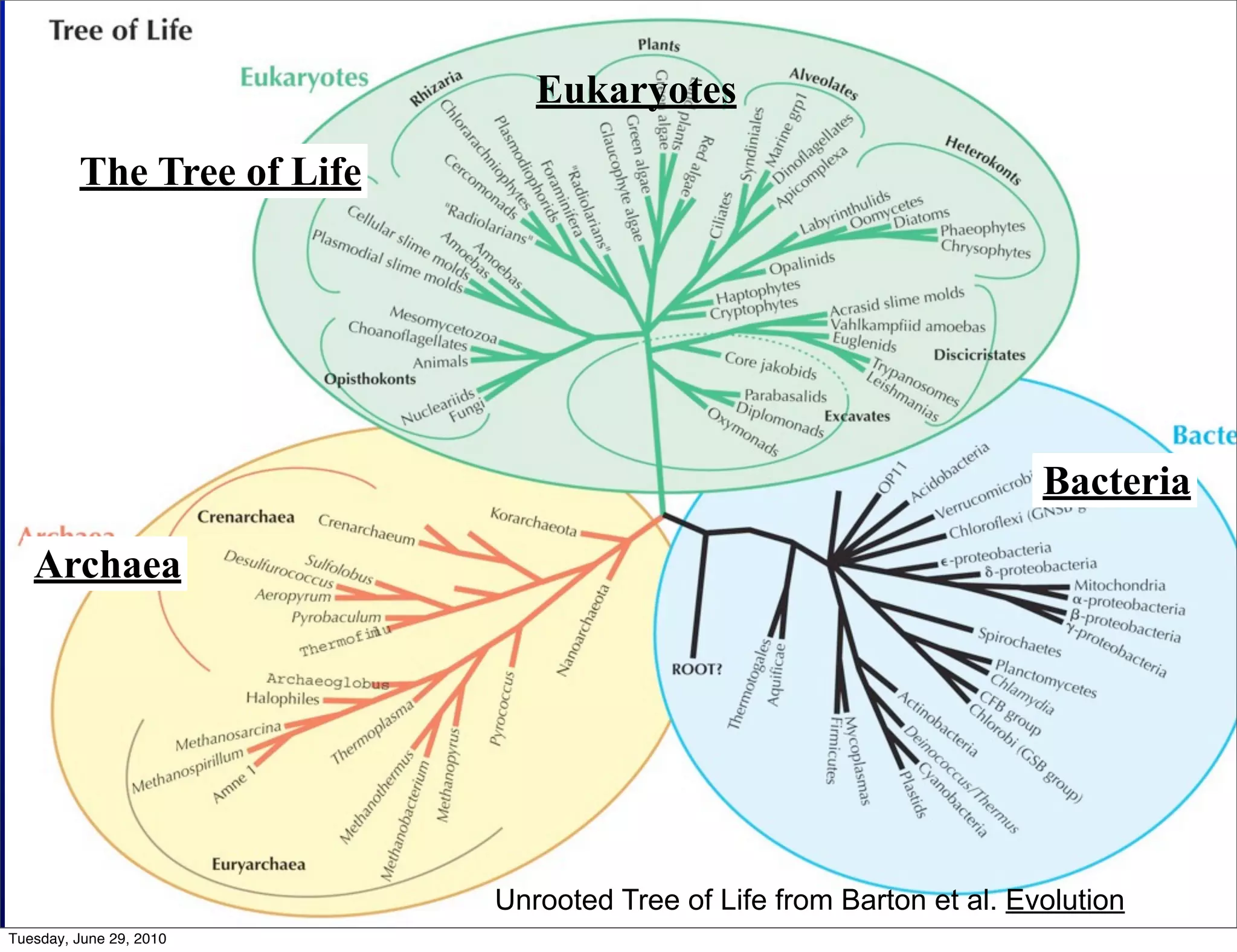 The Tree ofEukaryotes
                                     Life: Three Main
                                   Domains
         The Tree of Life




                                                                             Bacteria

   Archaea




                                  Unrooted Tree of Life from Barton et al. Evolution
Tuesday, June 29, 2010
 