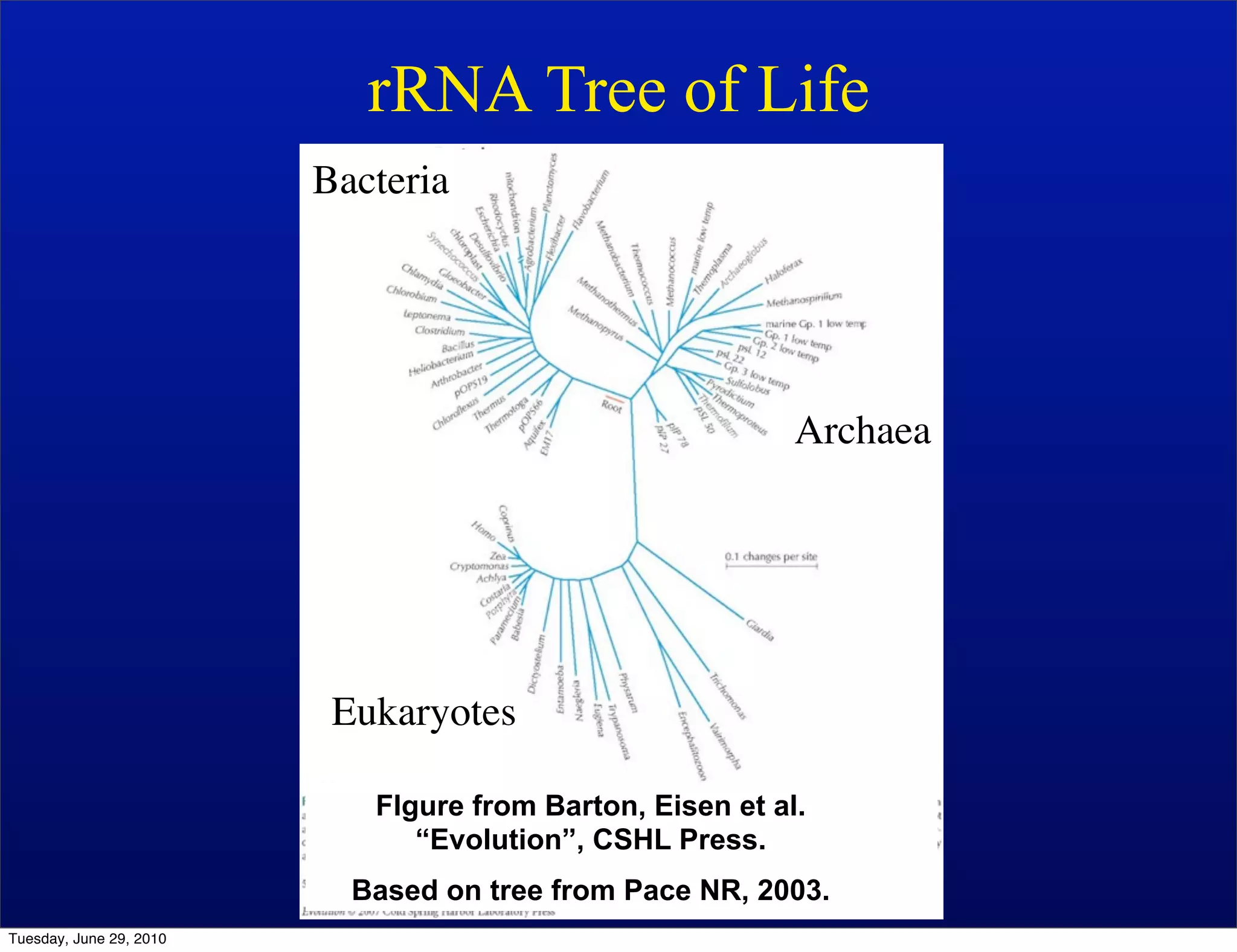 rRNA Tree of Life
                         Bacteria




                                                           Archaea




                          Eukaryotes

                            FIgure from Barton, Eisen et al.
                               “Evolution”, CSHL Press.
                           Based on tree from Pace NR, 2003.
Tuesday, June 29, 2010
 