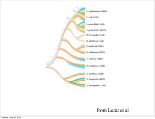 from Lerat et al
Tuesday, June 29, 2010
 