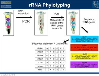 rRNA Phylotyping
                           DNA
                           extraction                           PCR

                                                            Makes lots of                  Sequence
                              PCR                           copies of the                 rRNA genes
                                                            rRNA genes
                                                             in sample


                                                                                           rRNA1
                                                                                5’...ACACACATAGGTGGAGCTA
                                                                                      GCGATCGATCGA... 3’
                                         Sequence alignment = Data matrix
                                                                                           rRNA2
                                              rRNA1     A   C   A   C   A   C   5’..TACAGTATAGGTGGAGCTAG
                                                                                       CGACGATCGA... 3’
                                              rRNA2     T   A   C   A   G   T
                                                                                           rRNA3
                                              rRNA3     C   A   C   T   G   T   5’...ACGGCAAAATAGGTGGATT
                                              rRNA4     C   A   C   A   G   T         CTAGCGATATAGA... 3’

                                              E. coli   A   G   A   C   A   G               rRNA4
                                                                                5’...ACGGCCCGATAGGTGGATT
                                             Humans     T   A   T   A   G   T         CTAGCGCCATAGA... 3’
                                              Yeast     T   A   C   A   G   T

Sunday, September 16, 12
 