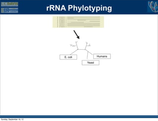 rRNA Phylotyping




                               E. coli           Humans

                                         Yeast




Sunday, September 16, 12
 
