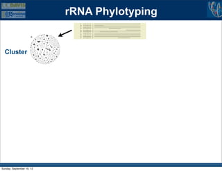 rRNA Phylotyping
                           B
                      A




  Cluster                  C




Sunday, September 16, 12
 