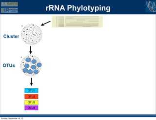 rRNA Phylotyping
                                  B
                      A




  Cluster                         C




                                  B
                     A



 OTUs                             C




                           OTU1

                           OTU2

                           OTU3

                           OTU4


Sunday, September 16, 12
 