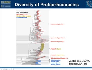 Diversity of Proteorhodopsins




                                                   Venter et al., 2004.
                                                   Science 304: 66.
Sunday, September 16, 12
 