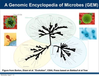 Chlorobi
)LUPLFXWHV
Tenericutes
)XVREDFWHULD
Chrysiogenetes
Proteobacteria
)LEUREDFWHUHV
TG3
Spirochaetes
WWE1 (Cloacamonetes)
70
ZB3
093í
'HLQRFRFFXVí7KHUPXV
OP1 (Acetothermia)
Bacteriodetes
TM7
GN02 (Gracilibacteria)
SR1
BH1
OD1 (Parcubacteria)
:6
OP11 (Microgenomates)
Euryarchaeota
Micrarchaea
DSEG (Aenigmarchaea)
Nanohaloarchaea
Nanoarchaea
Cren MCG
Thaumarchaeota
Cren C2
Aigarchaeota
Cren pISA7
Cren Thermoprotei
Korarchaeota
pMC2A384 (Diapherotrites)
BACTERIA ARCHAEA
archaeal toxins (Nanoarchaea)
lytic murein transglycosylase
stringent response
(Diapherotrites, Nanoarchaea)
ppGpp
limiting
amino acids
SpotT RelA
(GTP or GDP)
+ PPi
GTP or GDP
+ATP
limiting
phosphate,
fatty acids,
carbon, iron
DksA
Expression of components
for stress response
sigma factor (Diapherotrites, Nanoarchaea)
ı4
ȕ  ȕ¶
ı2ı3 ı1
-35 -10
Į17'
Į7'
51$ SROPHUDVH
oxidoretucase
+ +e- donor e- acceptor
H
1
Ribo
ADP
+
1+2
O
Reduction
Oxidation
H
1
Ribo
ADP
1+
O
2H
1$'  +  H 1$'++ + -
HGT from Eukaryotes (Nanoarchaea)
Eukaryota
O
+2+2
OH
1+
2+3
O
O
+2+2
1+
2+3
O
tetra-
peptide
O
+2+2
OH
1+
2+3
O
O
+2+2
1+
2+3
O
tetra-
peptide
murein (peptido-glycan)
archaeal type purine synthesis
(Microgenomates)
PurF
PurD
3XU1
PurL/Q
PurM
PurK
PurE
3XU
PurB
PurP
?
Archaea
adenine guanine
O
+ 12
+
1
1+2
1
1
H
H
1
1
1
H
H
H1 1
H
PRPP )$,$5
IMP
$,$5
A

GUA 
G U
G
U
A

G
U
A U
A  U
A  U
Growing
AA chain
W51$*O 