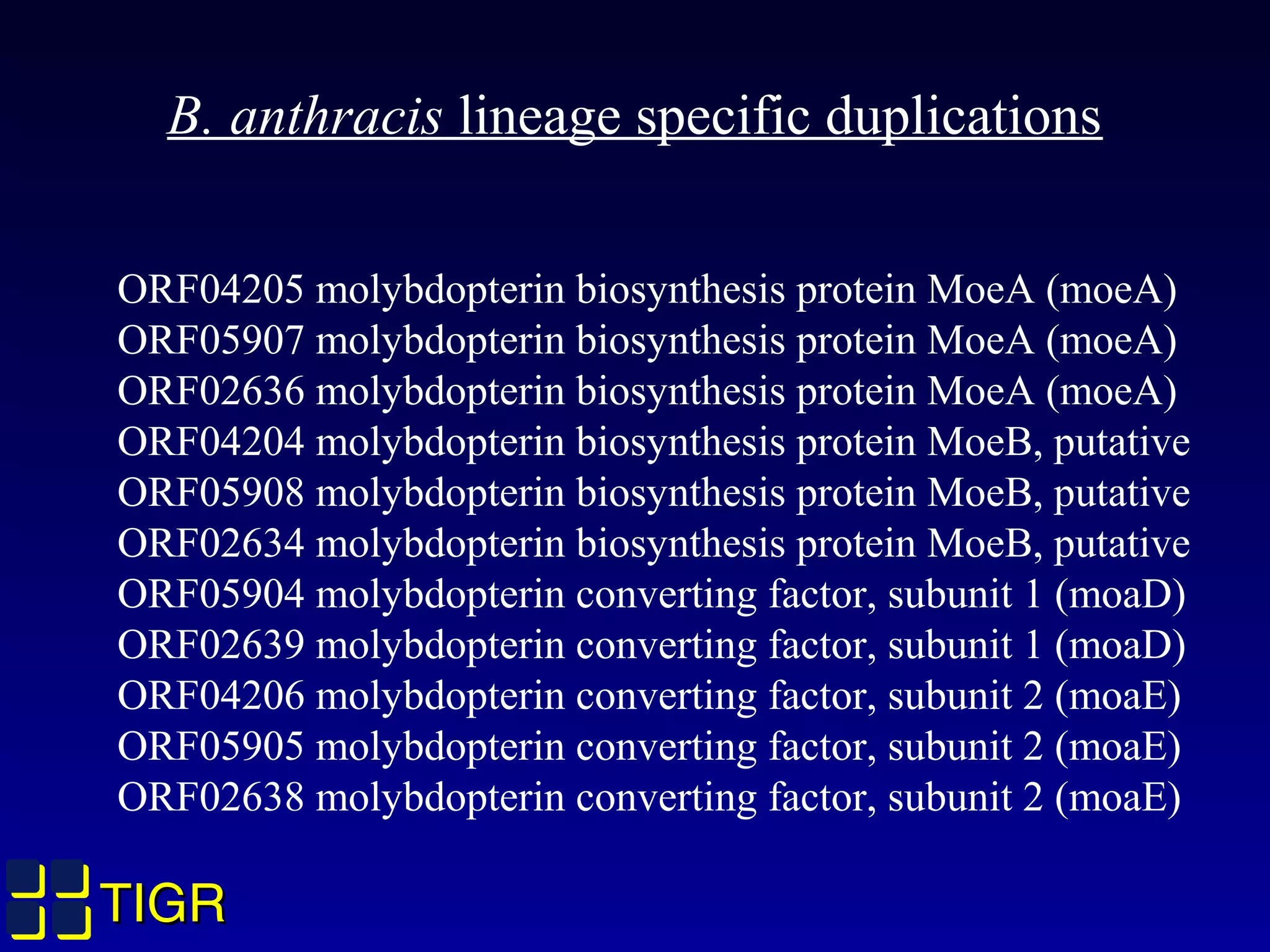 TIGRTIGR
B. anthracis lineage specific duplications
ORF04205 molybdopterin biosynthesis protein MoeA (moeA)
ORF05907 molybdopterin biosynthesis protein MoeA (moeA)
ORF02636 molybdopterin biosynthesis protein MoeA (moeA)
ORF04204 molybdopterin biosynthesis protein MoeB, putative
ORF05908 molybdopterin biosynthesis protein MoeB, putative
ORF02634 molybdopterin biosynthesis protein MoeB, putative
ORF05904 molybdopterin converting factor, subunit 1 (moaD)
ORF02639 molybdopterin converting factor, subunit 1 (moaD)
ORF04206 molybdopterin converting factor, subunit 2 (moaE)
ORF05905 molybdopterin converting factor, subunit 2 (moaE)
ORF02638 molybdopterin converting factor, subunit 2 (moaE)
 