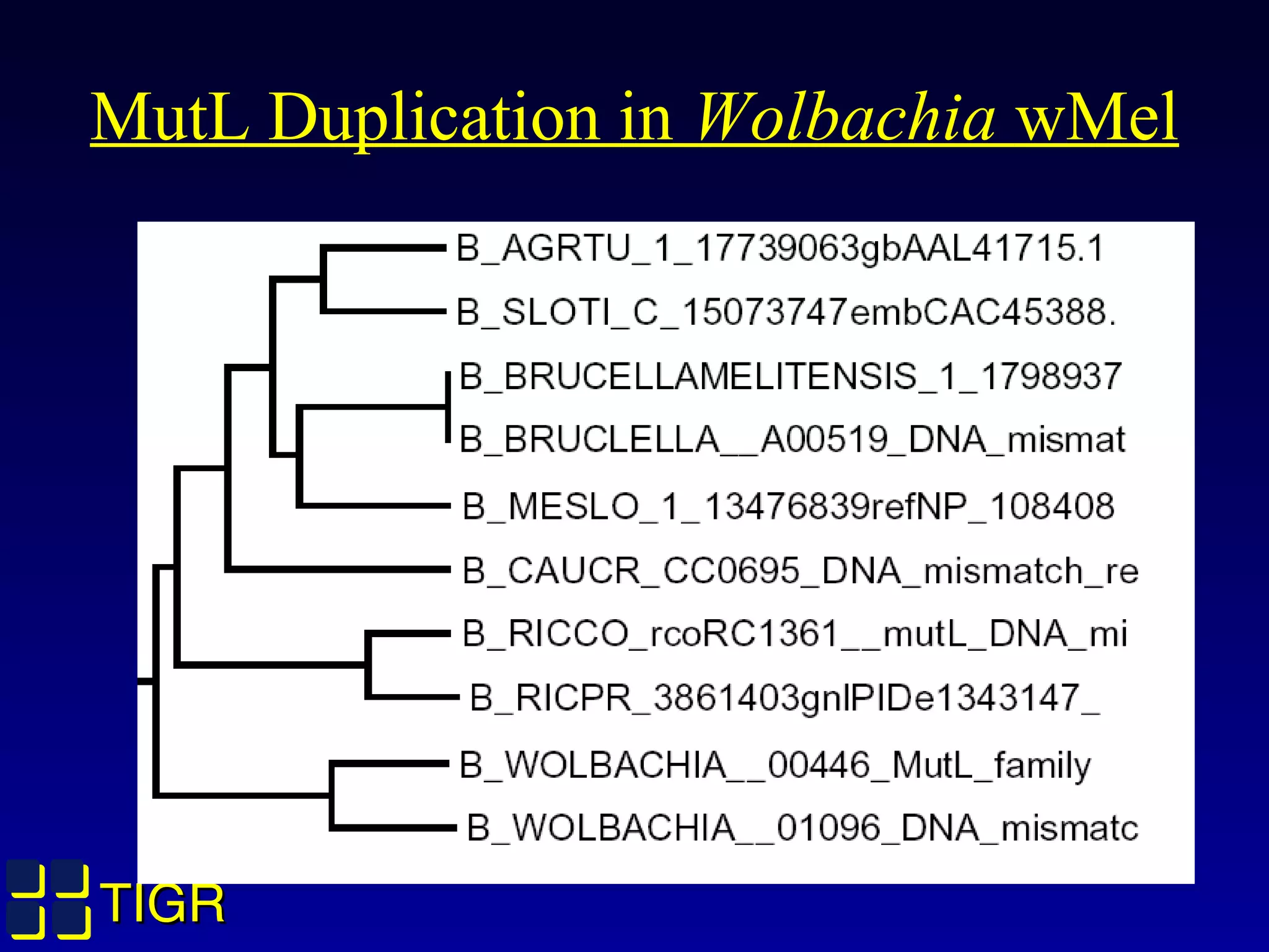 TIGRTIGR
MutL Duplication in Wolbachia wMel
 