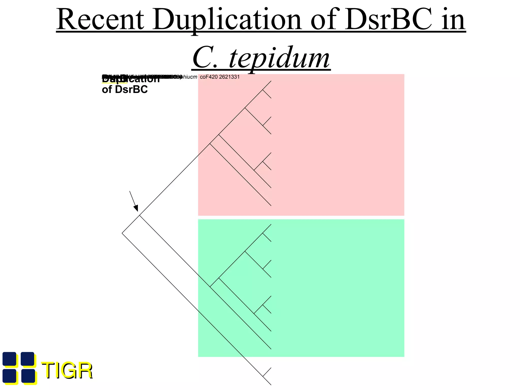 TIGRTIGR
Archglbs fulgidus 2650206Archglbs profundus 3892197Desulfovibrio vulgaris 902747Dslfotomaculum thermocistern 1Chlorobium tepdum CT0852Chlorobium tepdum CT2249Allochromatium vinosum 2576393Pyrobaculum islandicum 2459568Archglbs fulgidus 2650205Archglbs profundus 389219Dslfotomaculum thermocistern 2Desulfovibrio vulgaris 902748Chlorobium tepdum CT0853Chlorobium tepdum CT2248Allochromatium vinosum 2576394Pyrobaculum islandicum 2459569Desulfovibrio vulgaris 1591554Methanobacterium thermoautotrophiucm coF420 2621331100901009510099100100989910010086100100
DsrBDsrCDuplication
of DsrBC
Recent Duplication of DsrBC in
C. tepidum
 