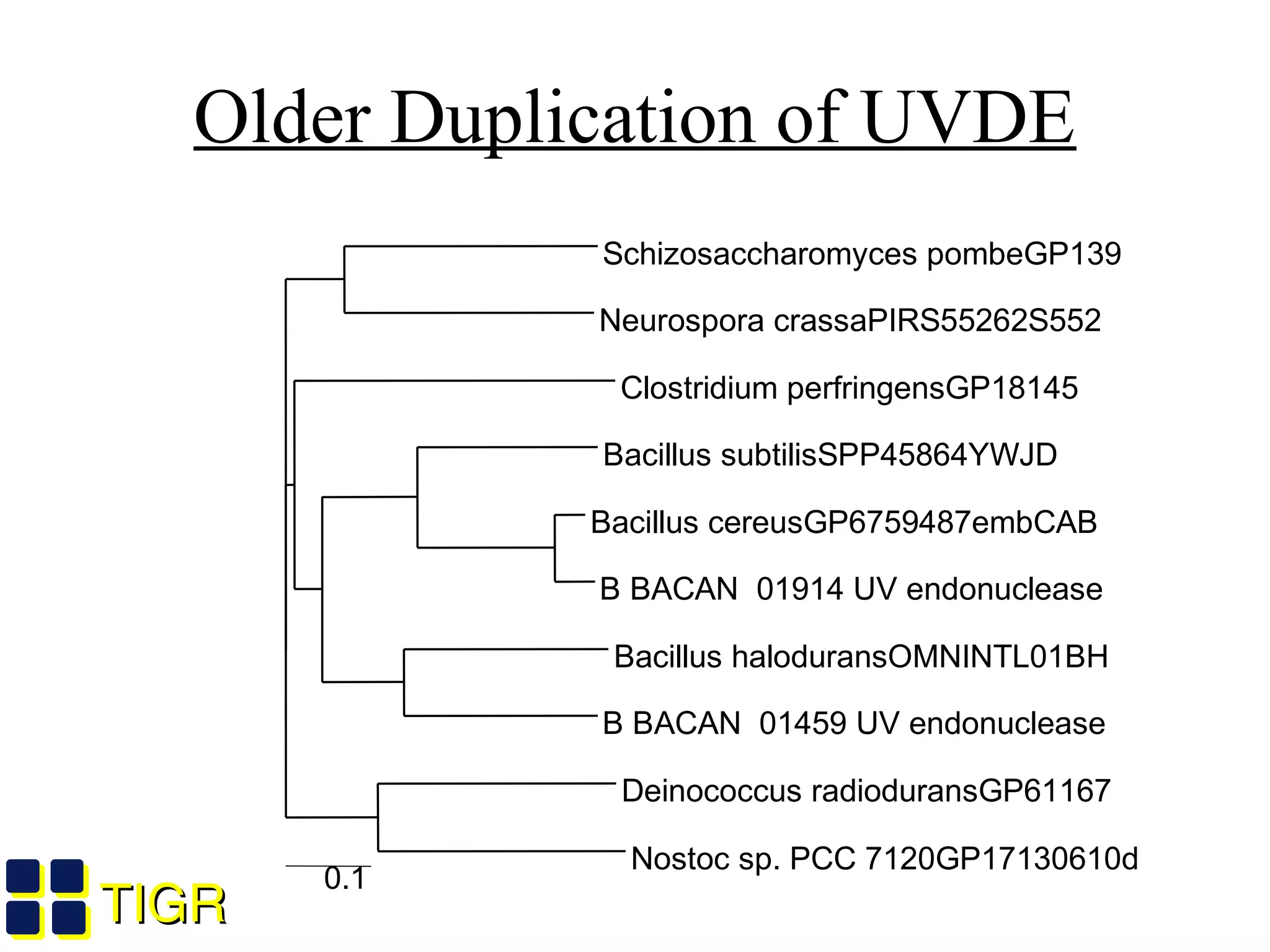 TIGRTIGR
0.1
Schizosaccharomyces pombeGP139
Neurospora crassaPIRS55262S552
Clostridium perfringensGP18145
Bacillus subtilisSPP45864YWJD
Bacillus cereusGP6759487embCAB
B BACAN 01914 UV endonuclease
Bacillus haloduransOMNINTL01BH
B BACAN 01459 UV endonuclease
Deinococcus radioduransGP61167
Nostoc sp. PCC 7120GP17130610d
Older Duplication of UVDE
 