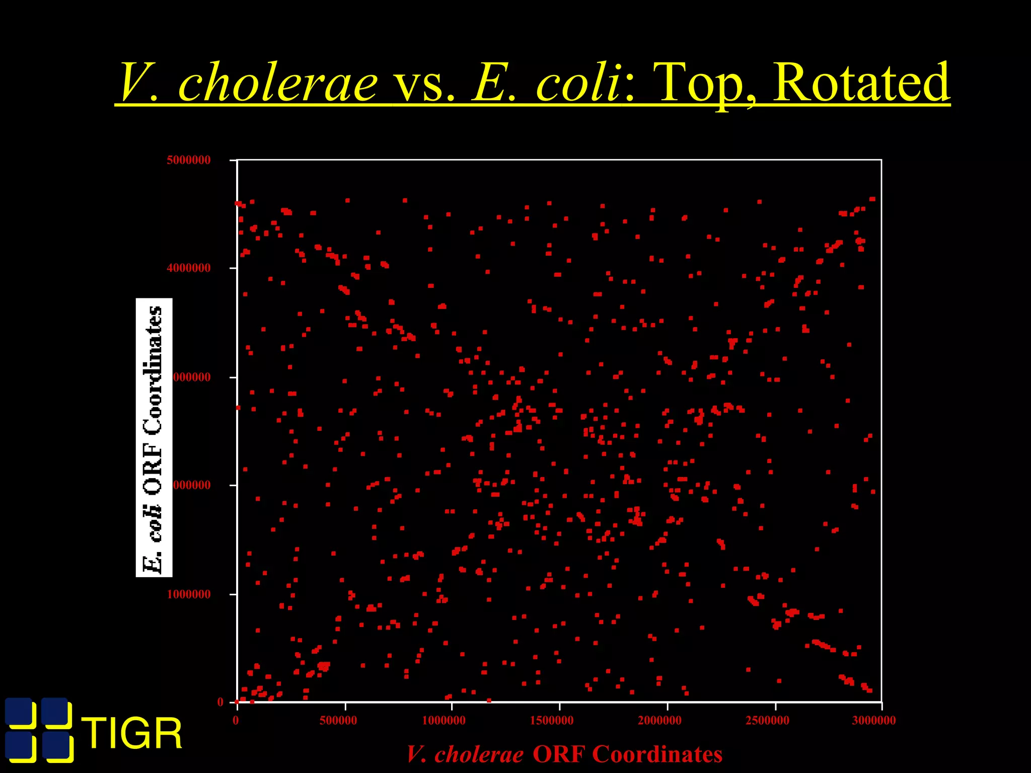 TIGRTIGR
V. cholerae vs. E. coli: Top, Rotated
0
1000000
2000000
3000000
4000000
5000000
E. coli
ORF Coordinates
0 500000 1000000 1500000 2000000 2500000 3000000
V. cholerae ORF Coordinates
 