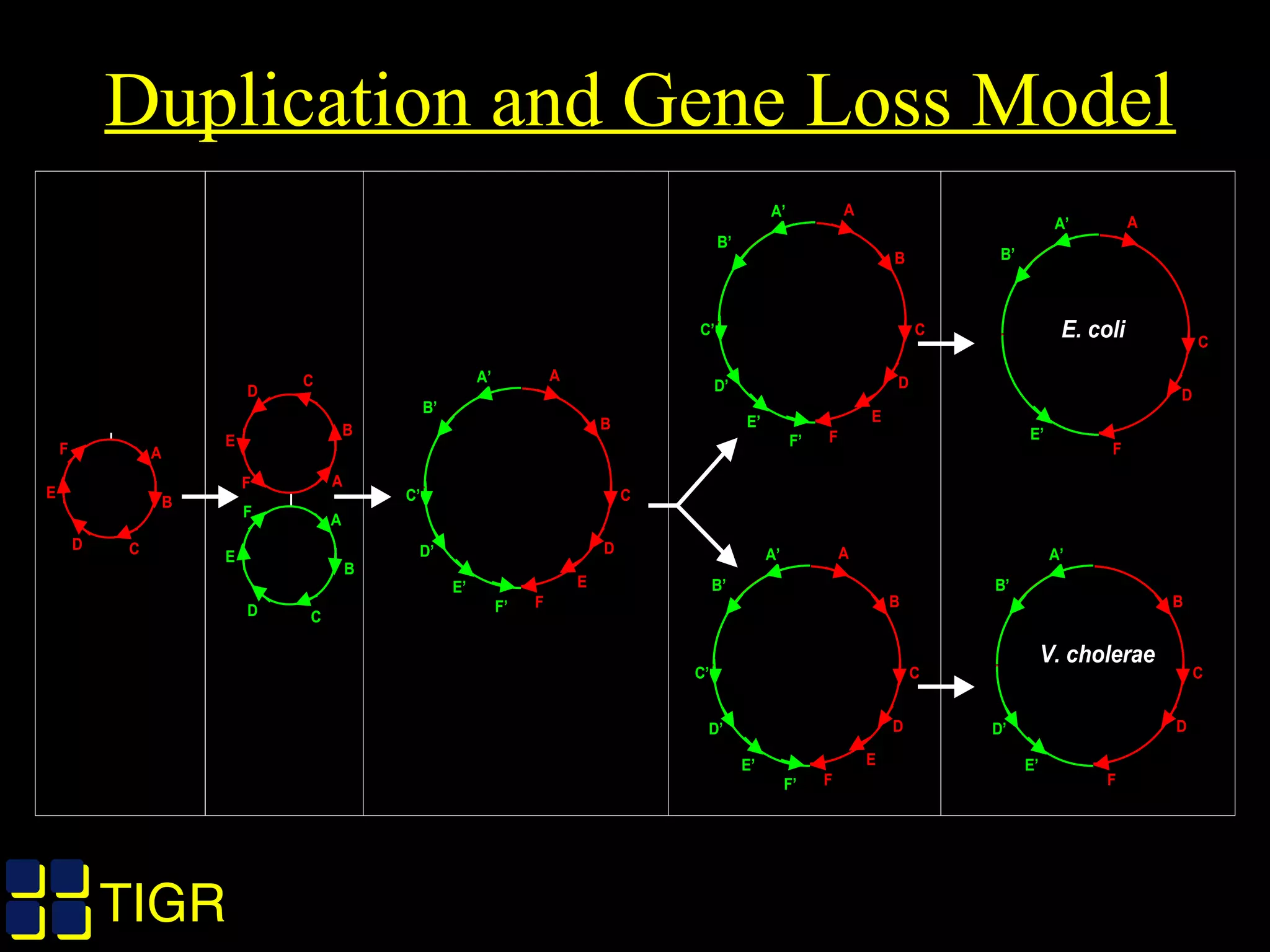 TIGRTIGR
Duplication and Gene Loss Model
A
B
CD
E
F
A
B
CD
E
F
A
B
C
D
E
F
A
B
C
D
E
F
A’
B’
C’
D’
E’
F’
A
B
C
D
E
F
A’
B’
C’
D’
E’
F’
A
C
D
F
A’
B’
E’
E. coli
E. coli
B
C
D
F
A’
B’
D’
E’
V. cholerae
A
B
C
D
E
F
A’
B’
C’
D’
E’
F’
 