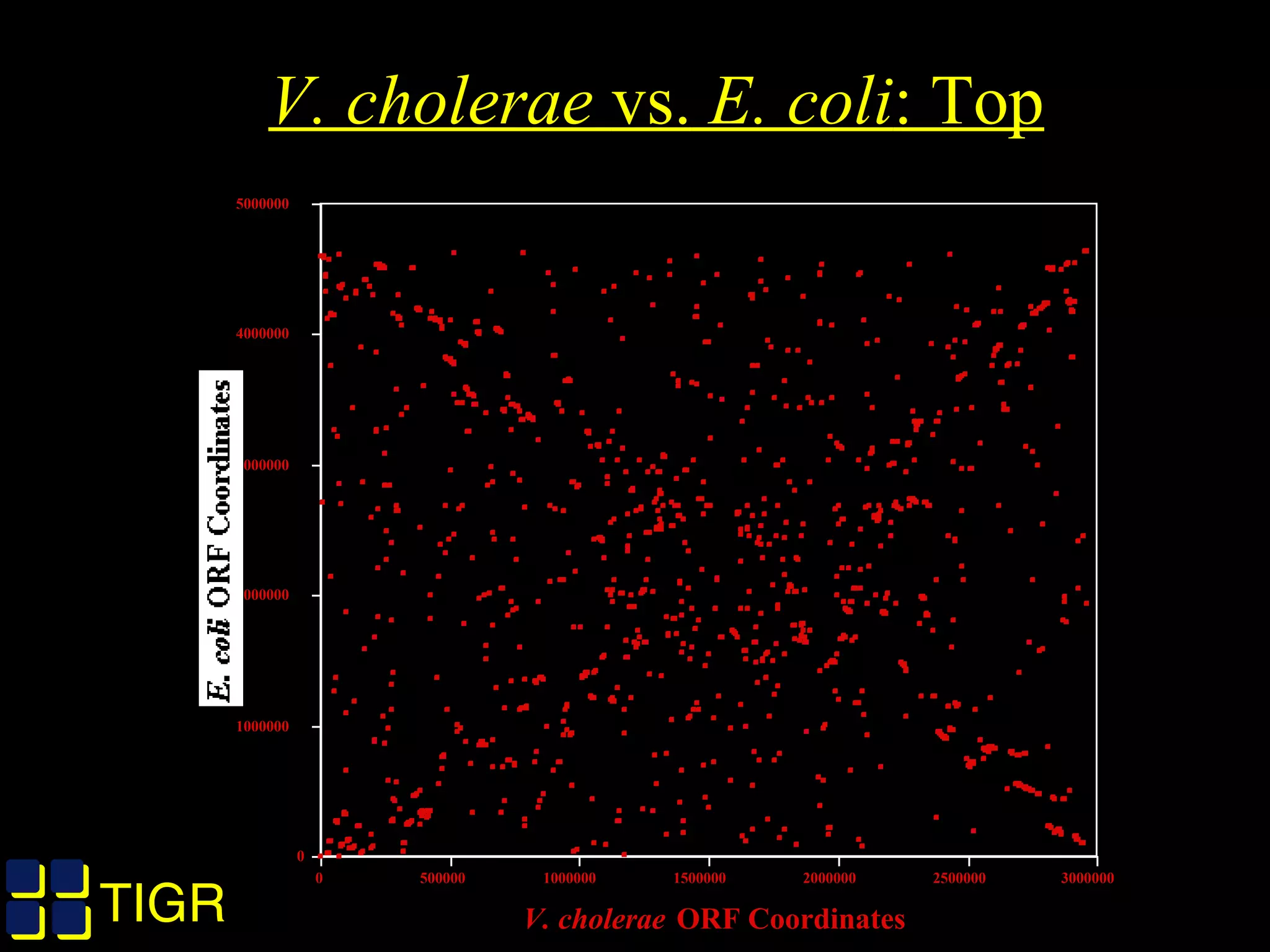 TIGRTIGR
V. cholerae vs. E. coli: Top
0
1000000
2000000
3000000
4000000
5000000
E. coli
ORF Coordinates
0 500000 1000000 1500000 2000000 2500000 3000000
V. cholerae ORF Coordinates
 