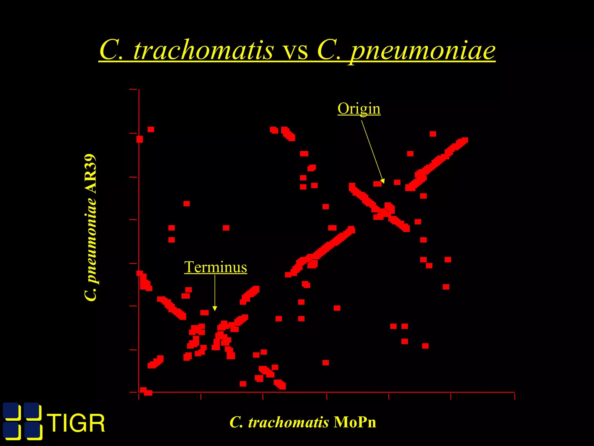 TIGRTIGR C. trachomatis MoPn
C.pneumoniaeAR39
Origin
Terminus
C. trachomatis vs C. pneumoniae
 