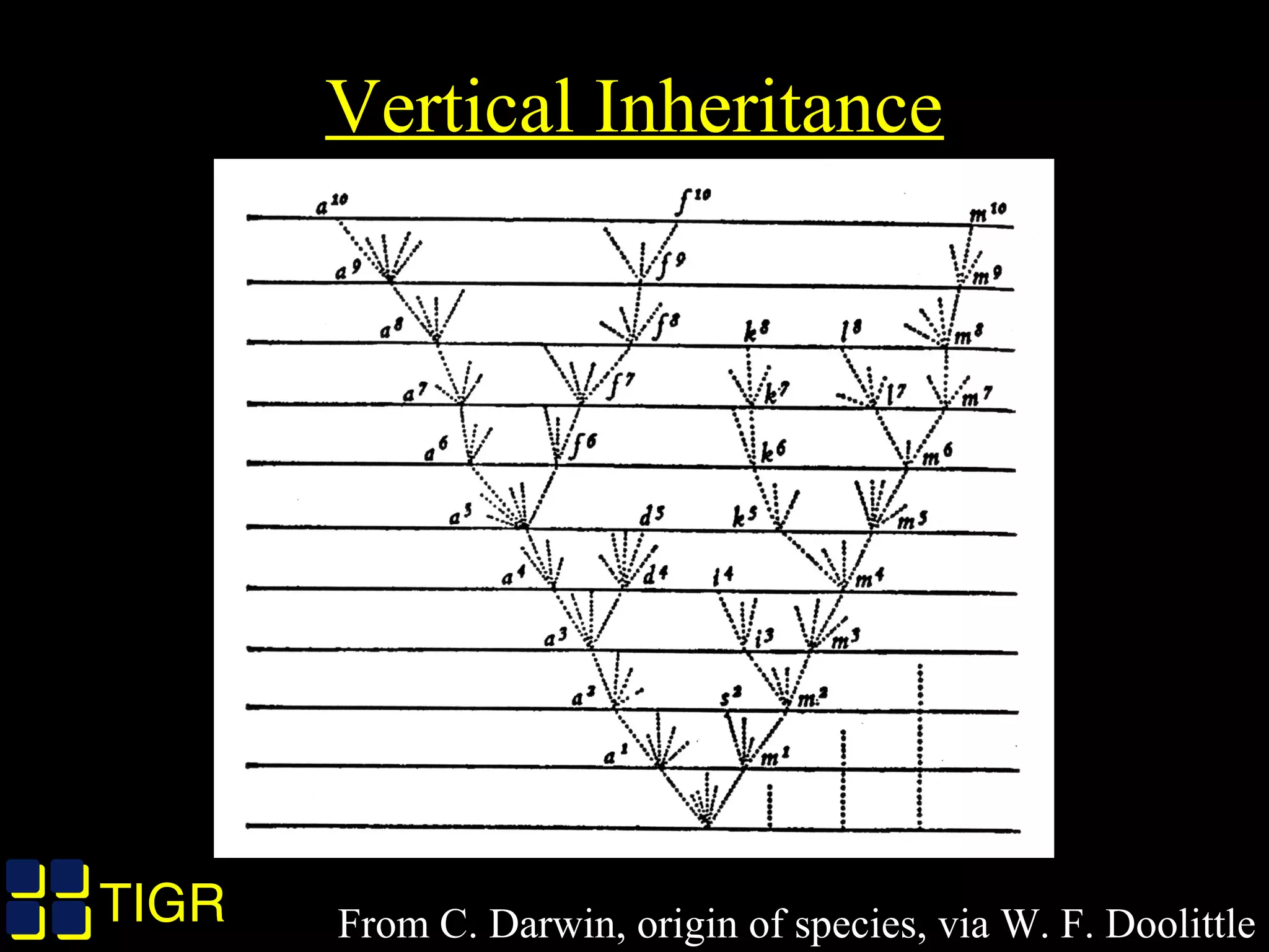 TIGRTIGR
Vertical Inheritance
From C. Darwin, origin of species, via W. F. Doolittle
 