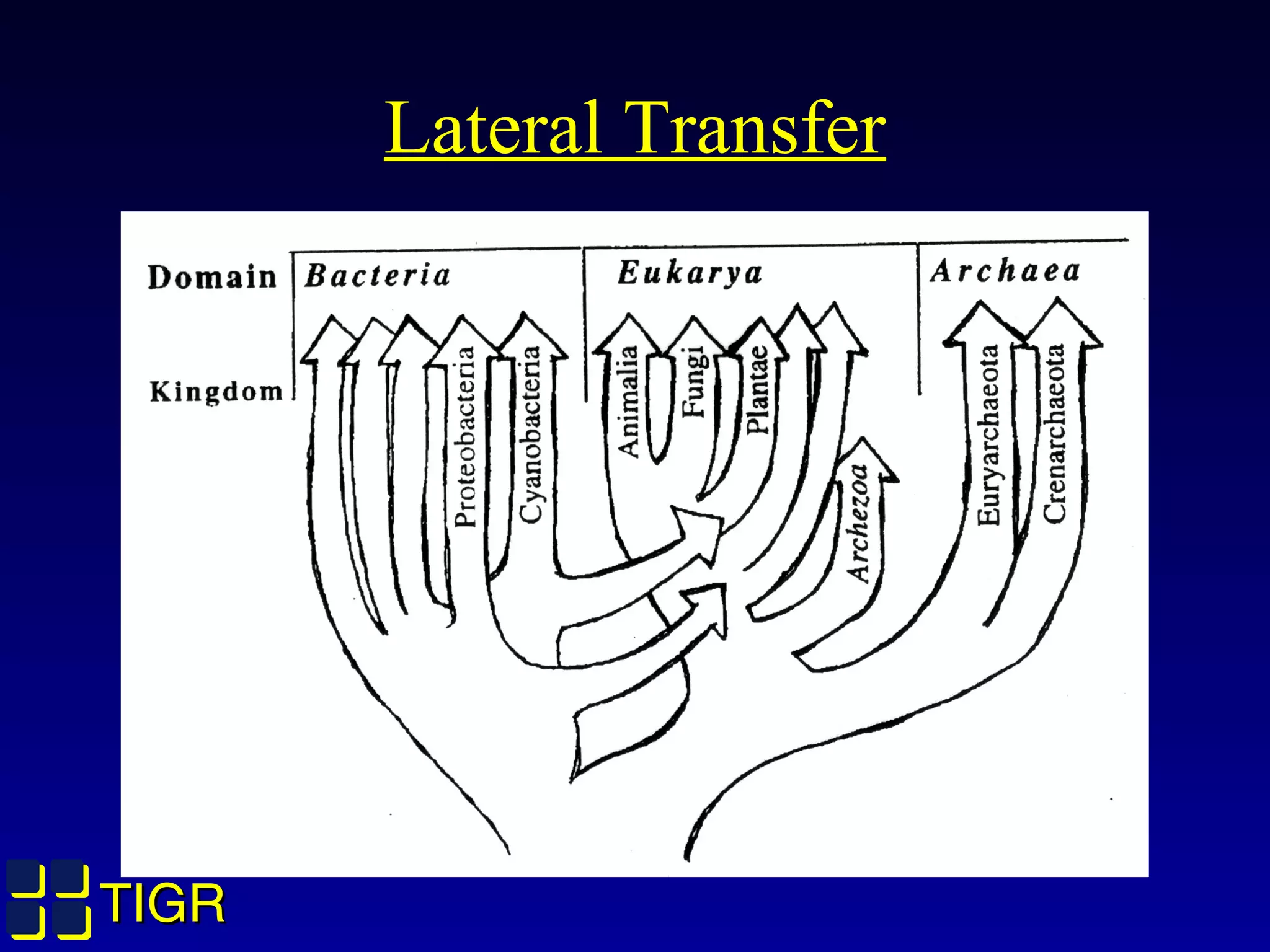 TIGRTIGR
Lateral Transfer
 