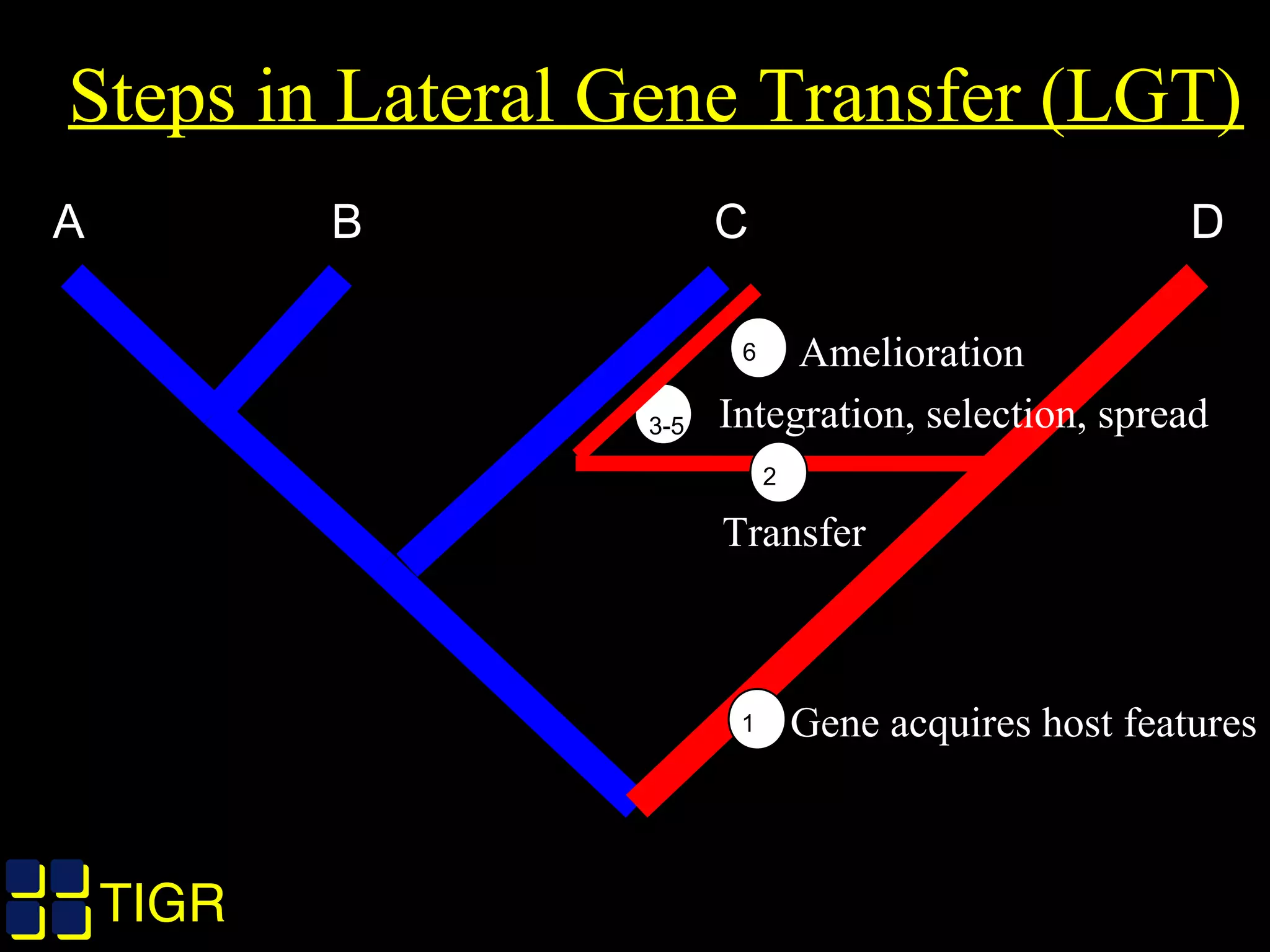 TIGRTIGR
Steps in Lateral Gene Transfer (LGT)
A B C D
1 Gene acquires host features
2
Transfer
6 Amelioration
3-5 Integration, selection, spread
 