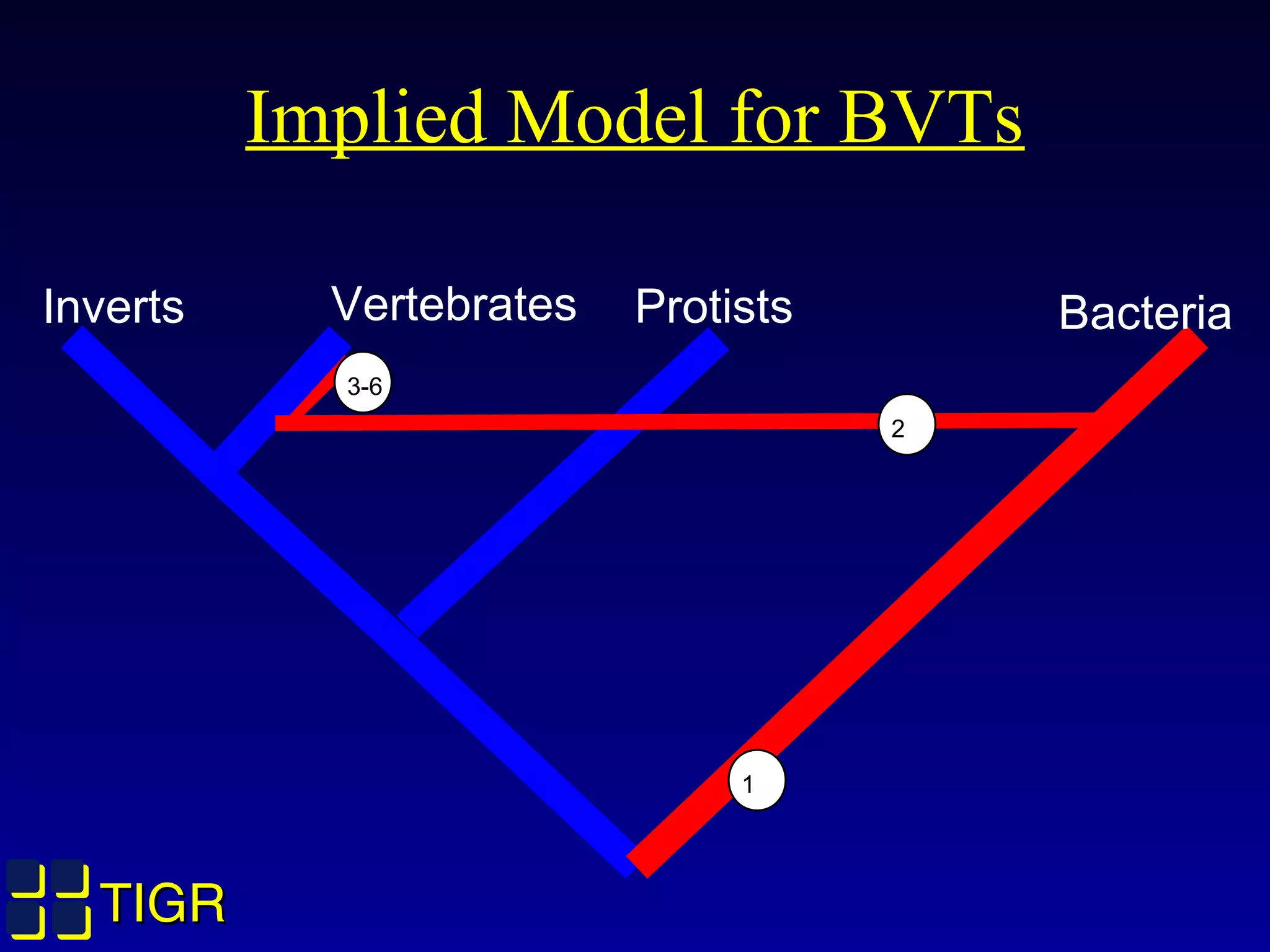 TIGRTIGR
Implied Model for BVTs
1
2
3-6
Inverts Vertebrates Protists Bacteria
 