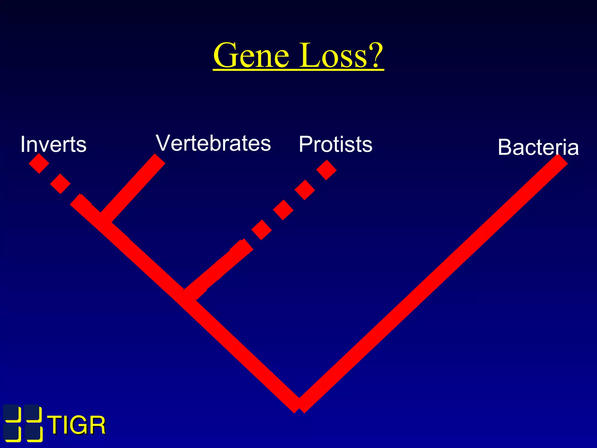 TIGRTIGR
Gene Loss?
Inverts Vertebrates Protists Bacteria
 