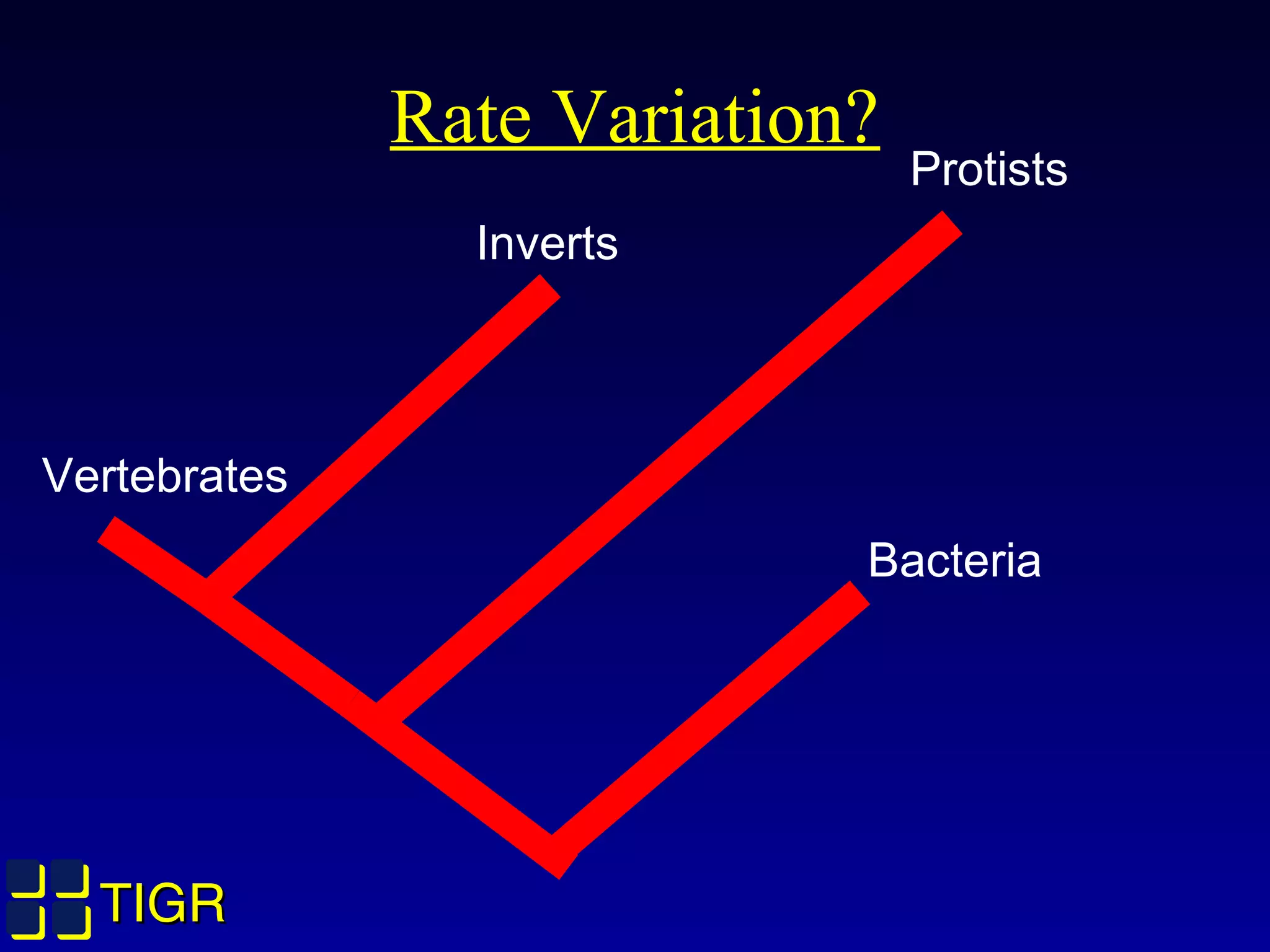 TIGRTIGR
Rate Variation?
Inverts
Vertebrates
Protists
Bacteria
 
