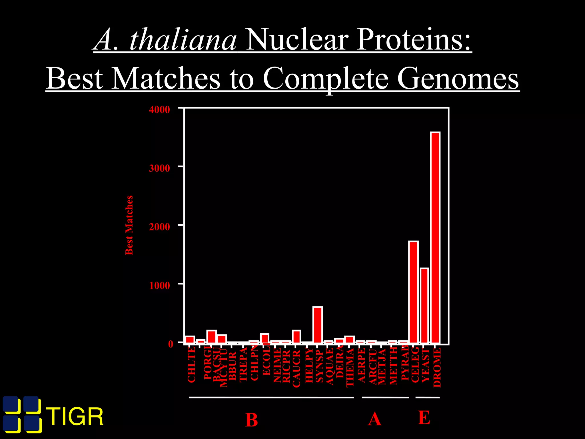 TIGRTIGR
A. thaliana Nuclear Proteins:
Best Matches to Complete Genomes
0
1000
2000
3000
4000
BestMatches
CHLTE
PORGI
BACSU
MCYTU
BBUR
TREPA
CHLPN
ECOLI
NEIME
RICPR
CAUCR
HELPY
SYNSP
AQUAE
DEIRA
THEMA
AERPE
ARCFU
METJA
METTH
PYRAB
CELEG
YEAST
DROME
B A E
 