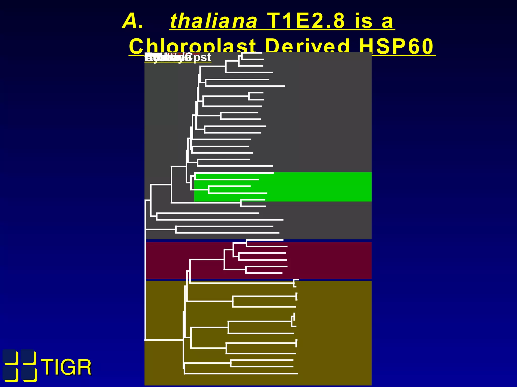 TIGRTIGR
A. thaliana T1E2.8 is a
Chloroplast Derived HSP60ARATH -T1E2.8**********ECOLHAEINVIBCHVIBCHRICPRYEASTCHLPNCHLTRAQUAECAMJEHELPYBBURTREPATHEMABACSUDEIRAMCYTUMCYTUSYNSPSYNSPODONT CPSTMYCGEMYCPNCHLPNCHLTRCHLPNCHLTRARCFUARCFUMETJAPYRHOMETTHMETTHYEASTYEASTYEASTYEASTCELEGYEASTYEASTYEASTCELEGYEASTYEASTCELEGYEASTCELEGCELEG
EukaryaArchaeaBacteriaCyano/Cpst
 