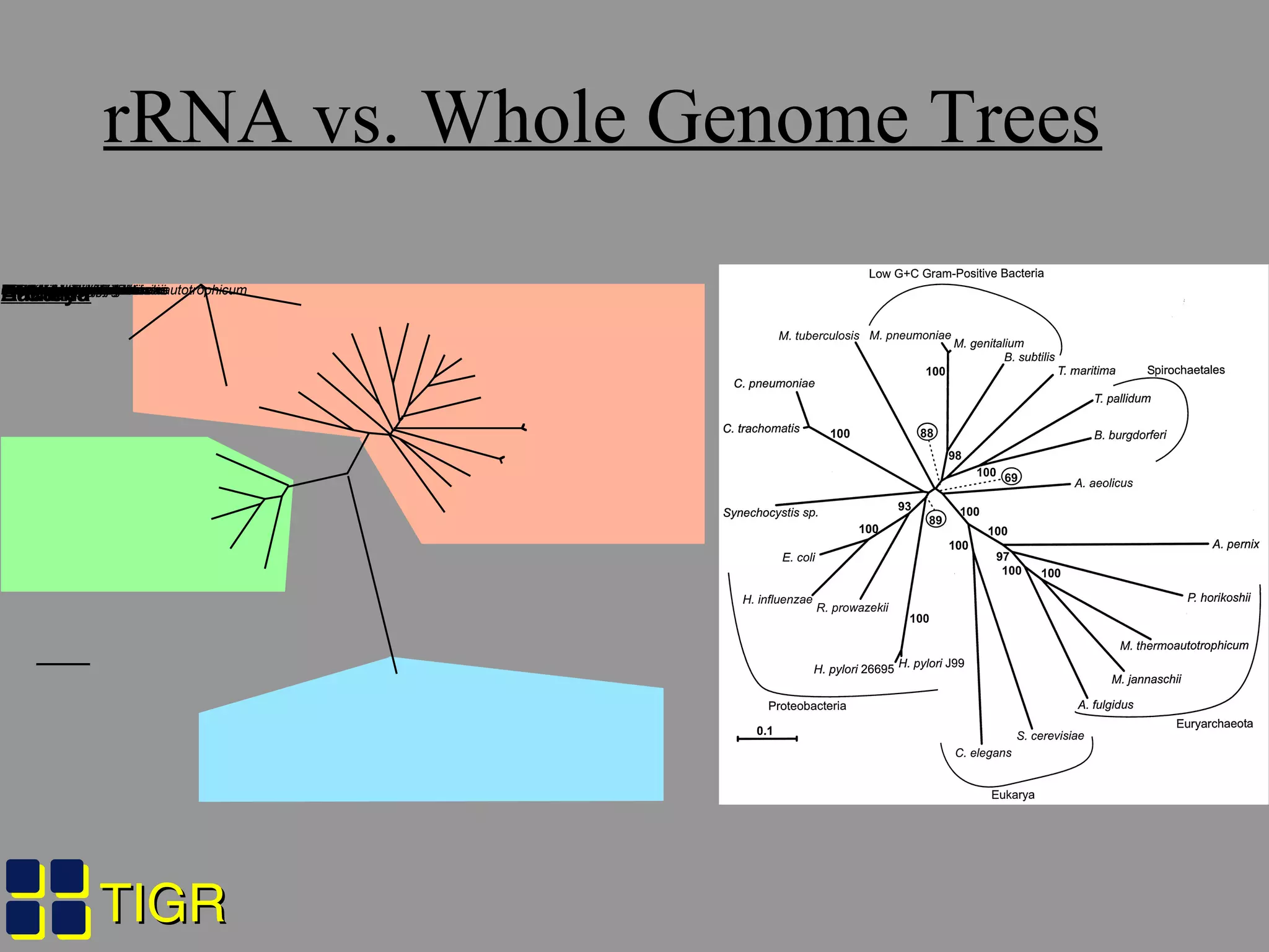 TIGRTIGR
rRNA vs. Whole Genome Trees
Mycobacterium tuberculosisBacillus subtilisSynechocystis sp.Caenorhabditis elegansDrosophila melanogasterSaccharomyces cerevisiaeMethanobacterium thermoautotrophicumArchaeoglobus fulgidusPyrococcus horikoshiiMethanococcus jannaschiiAeropyrum pernixAquifex aeolicusThermotoga maritimaDeinococcus radioduransTreponema pallidumBorrelia burgdorferiHelicobacter pyloriCampylobacter jejuniNeisseria meningitidisEscherichia coliVibrio choleraeHaemophilus influenzaeRickettsia prowazekiiMycoplasma pneumoniaeMycoplasma genitaliumChlamydia trachomatisChlamydia pneumoniae0.05 changes
ArchaeaBacteriaEukarya
 