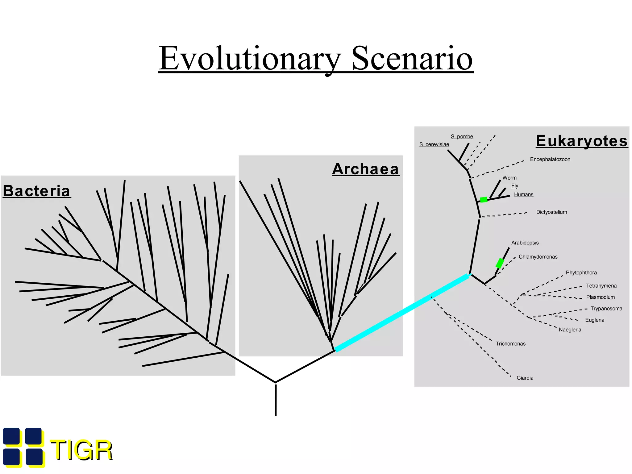TIGRTIGR
Bacteria
Archaea
Eukaryotes
Giardia
Trichomonas
Naegleria
Trypanosoma
Euglena
Plasmodium
Tetrahymena
Phytophthora
Arabidopsis
Chlamydomonas
Dictyostelium
Humans
Fly
Worm
Encephalatozoon
S. cerevisiae
S. pombe
Evolutionary Scenario
 