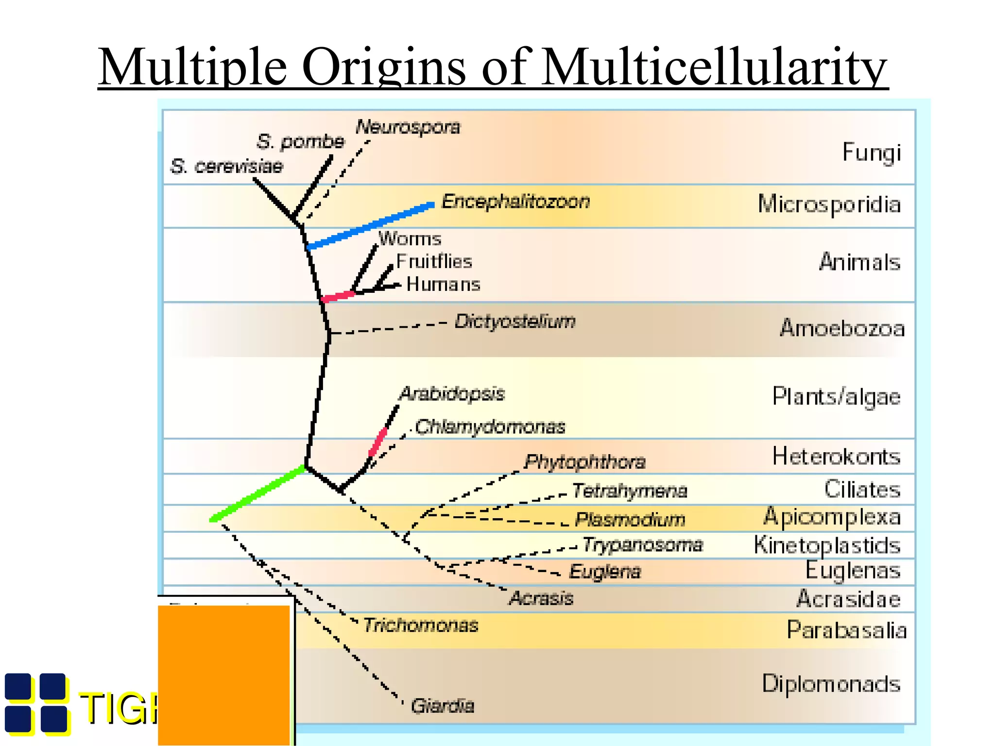 TIGRTIGR
Multiple Origins of Multicellularity
 