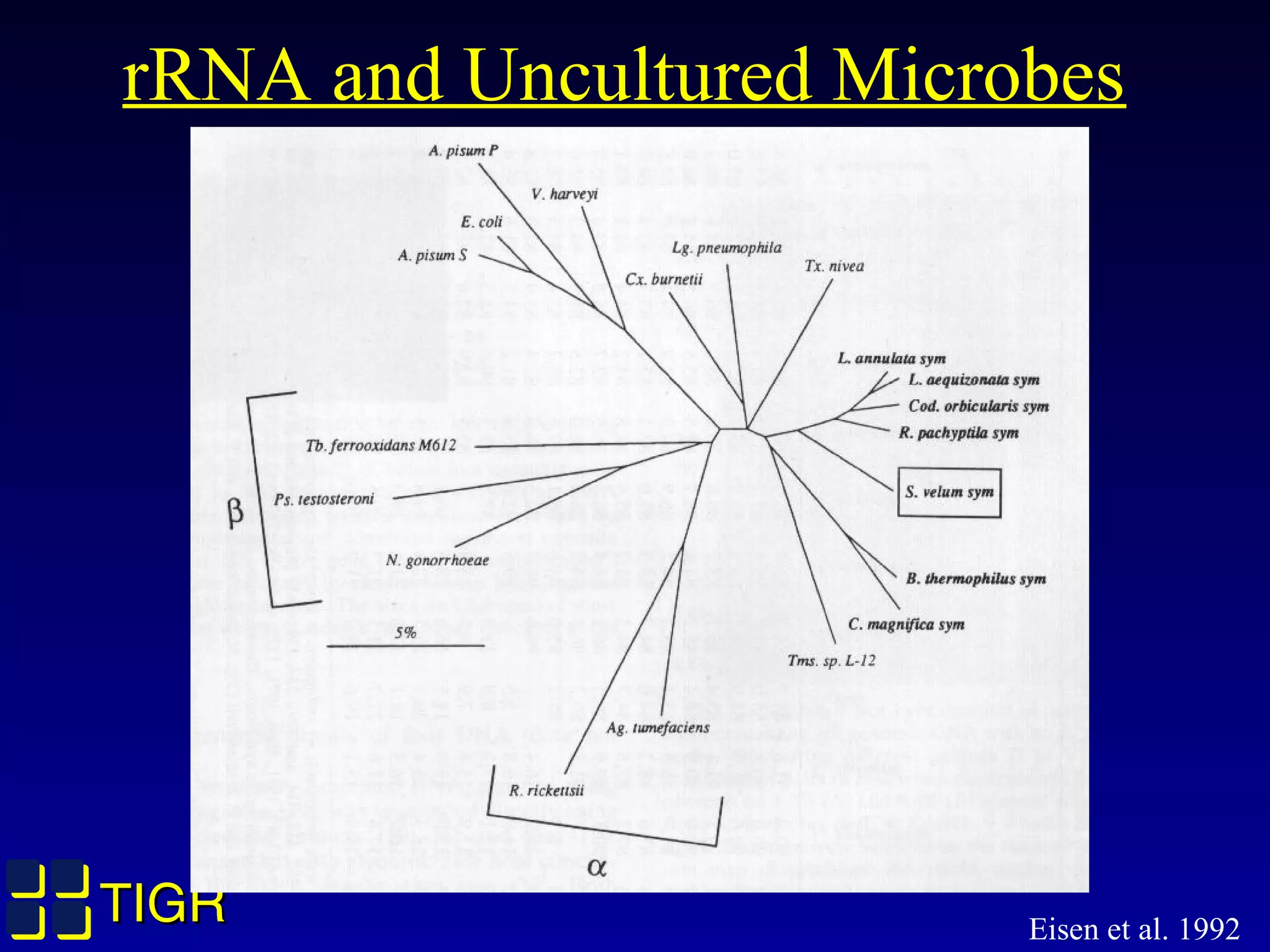 TIGRTIGR
rRNA and Uncultured Microbes
Eisen et al. 1992
 