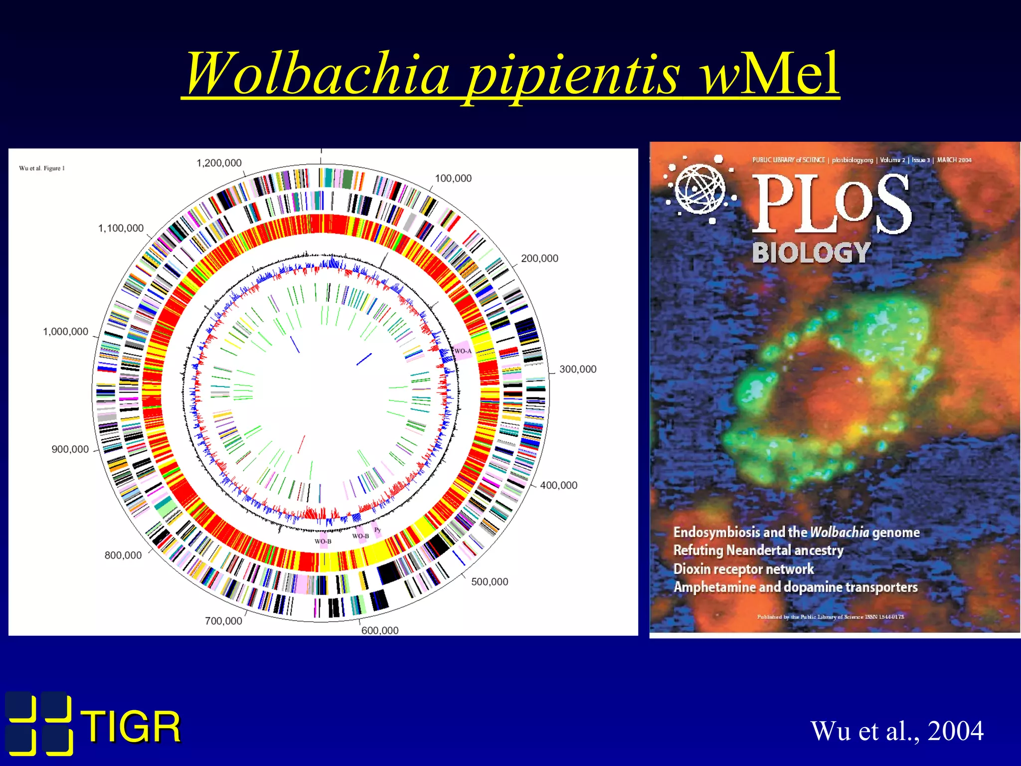 TIGRTIGR Wu et al., 2004
Wolbachia pipientis wMel
 