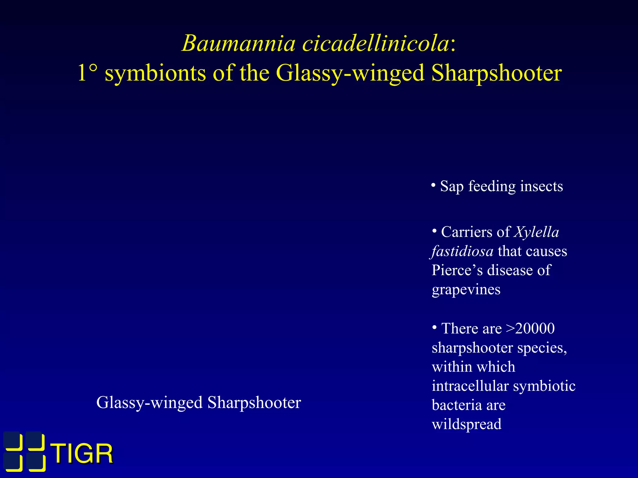 TIGRTIGR
• Sap feeding insects
Glassy-winged Sharpshooter
• Carriers of Xylella
fastidiosa that causes
Pierce’s disease of
grapevines
• There are >20000
sharpshooter species,
within which
intracellular symbiotic
bacteria are
wildspread
Baumannia cicadellinicola:
1° symbionts of the Glassy-winged Sharpshooter
 