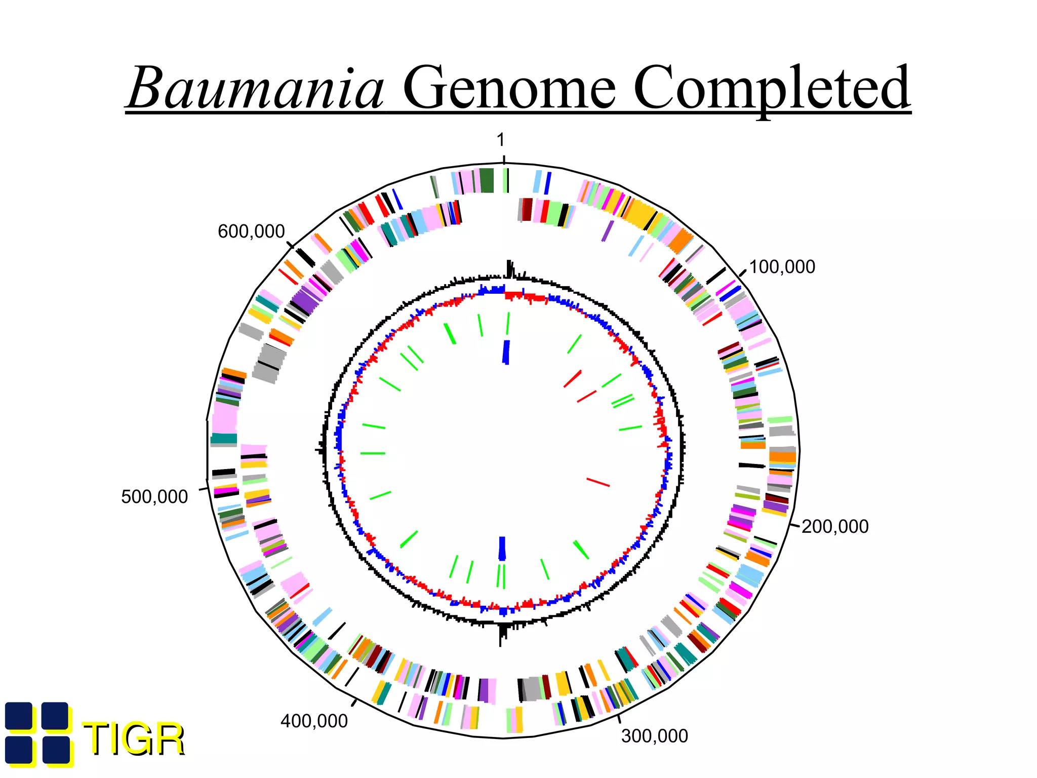TIGRTIGR
400,000
100,000
200,000
300,000
500,000
600,000
1
Baumania Genome Completed
 
