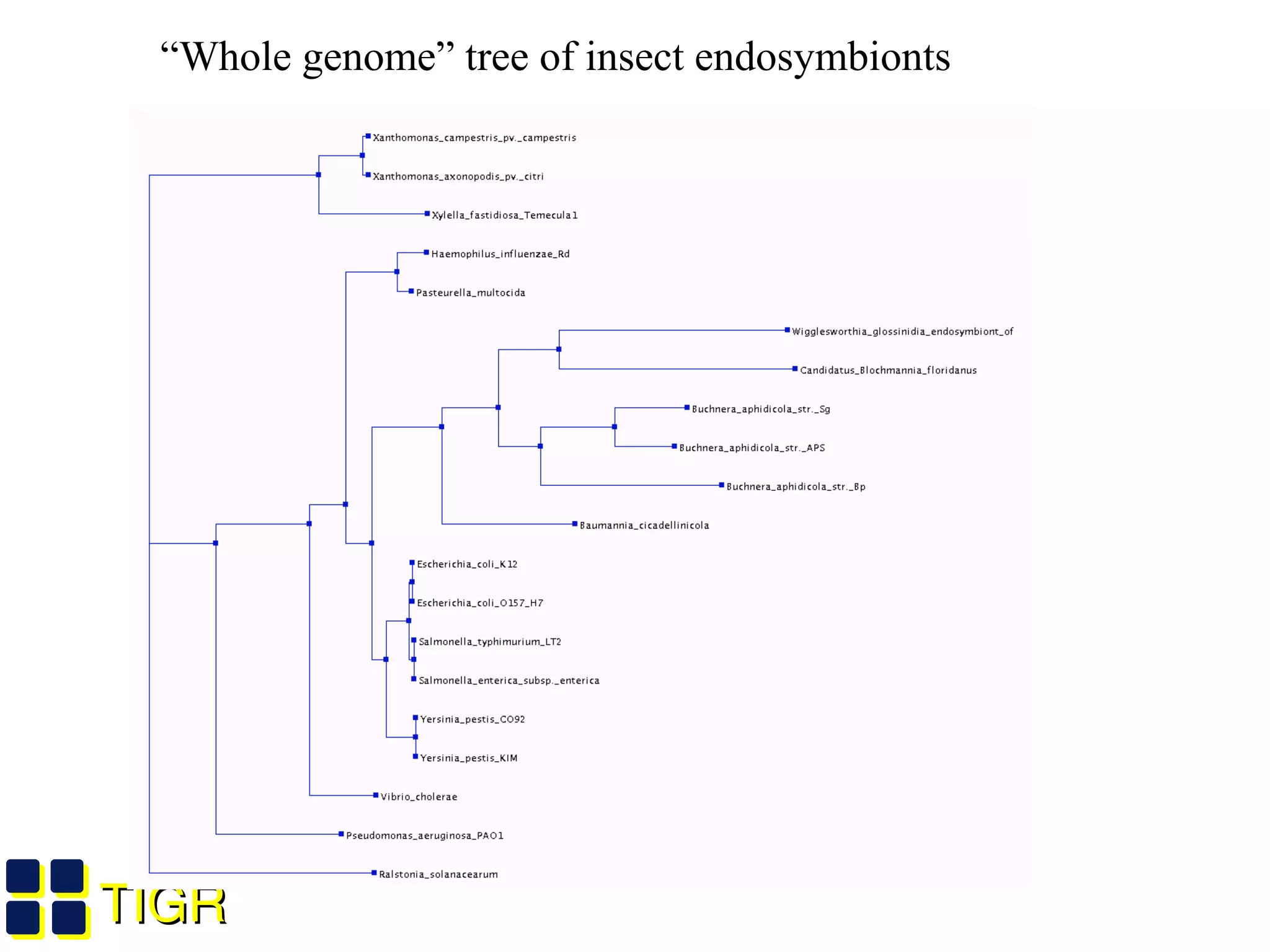 TIGRTIGR
“Whole genome” tree of insect endosymbionts
 
