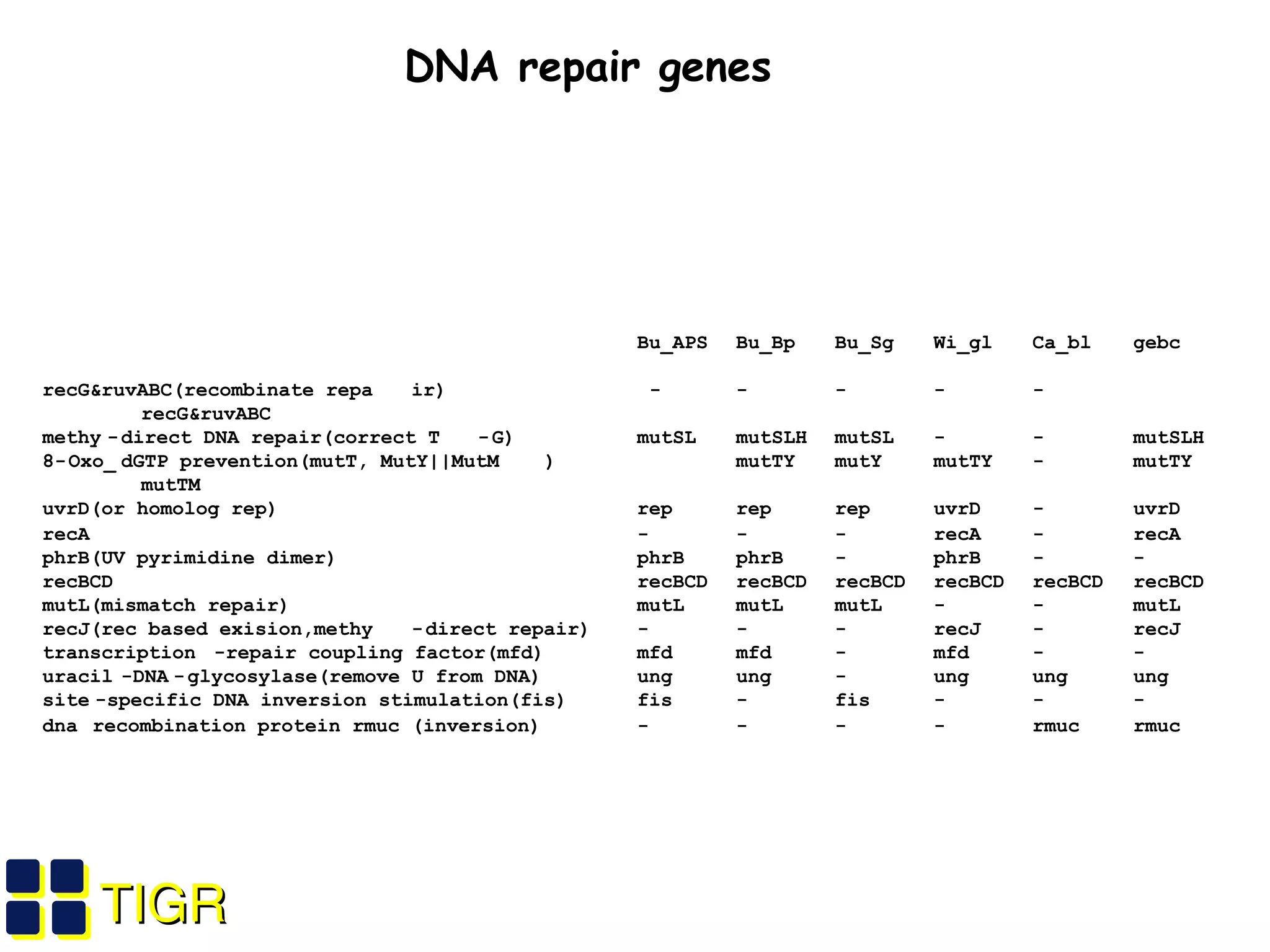 TIGRTIGR
Bu_APS Bu_Bp Bu_Sg Wi_gl Ca_bl gebc
recG&ruvABC(recombinate repa ir) - - - - -
recG&ruvABC
methy -direct DNA repair(correct T -G) mutSL mutSLH mutSL - - mutSLH
8-Oxo_ dGTP prevention(mutT, MutY||MutM ) mutTY mutY mutTY - mutTY
mutTM
uvrD(or homolog rep) rep rep rep uvrD - uvrD
recA - - - recA - recA
phrB(UV pyrimidine dimer) phrB phrB - phrB - -
recBCD recBCD recBCD recBCD recBCD recBCD recBCD
mutL(mismatch repair) mutL mutL mutL - - mutL
recJ(rec based exision,methy -direct repair) - - - recJ - recJ
transcription -repair coupling factor(mfd) mfd mfd - mfd - -
uracil -DNA -glycosylase(remove U from DNA) ung ung - ung ung ung
site -specific DNA inversion stimulation(fis) fis - fis - - -
dna recombination protein rmuc (inversion) - - - - rmuc rmuc
DNA repair genes
 