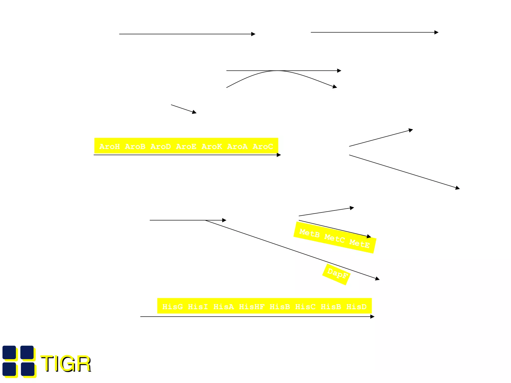 TIGRTIGR
Glutamate
ArgA ArgB ArgC ArgD ArgE
Omithine
AarAB ArgF ArgG ArgH
Arg
Pyruvate
IvHI IlvC IlvD IlvE
Val
Pyruvate
+
Alpha-Ketobutyrate
Threonine
Ile
IlvA
PEP +
Erythrose 4-
phosphate
AroH AroB AroD AroE AroK AroA AroC
Chorismate
PheA HisC Phe
TrpEG TrpD TrpC TrpAB
Trp
Aspartate
ThrA Asd ThrA
Homoserine
ThrB ThrC
MetB MetC MetE
Thr
Met
DapA DapB DapD DapC DapE DapF LysA Lys
PRPP+ATP
HisG HisI HisA HisHF HisB HisC HisB HisD
His
Essential amino acid biosynthetic pathways
 