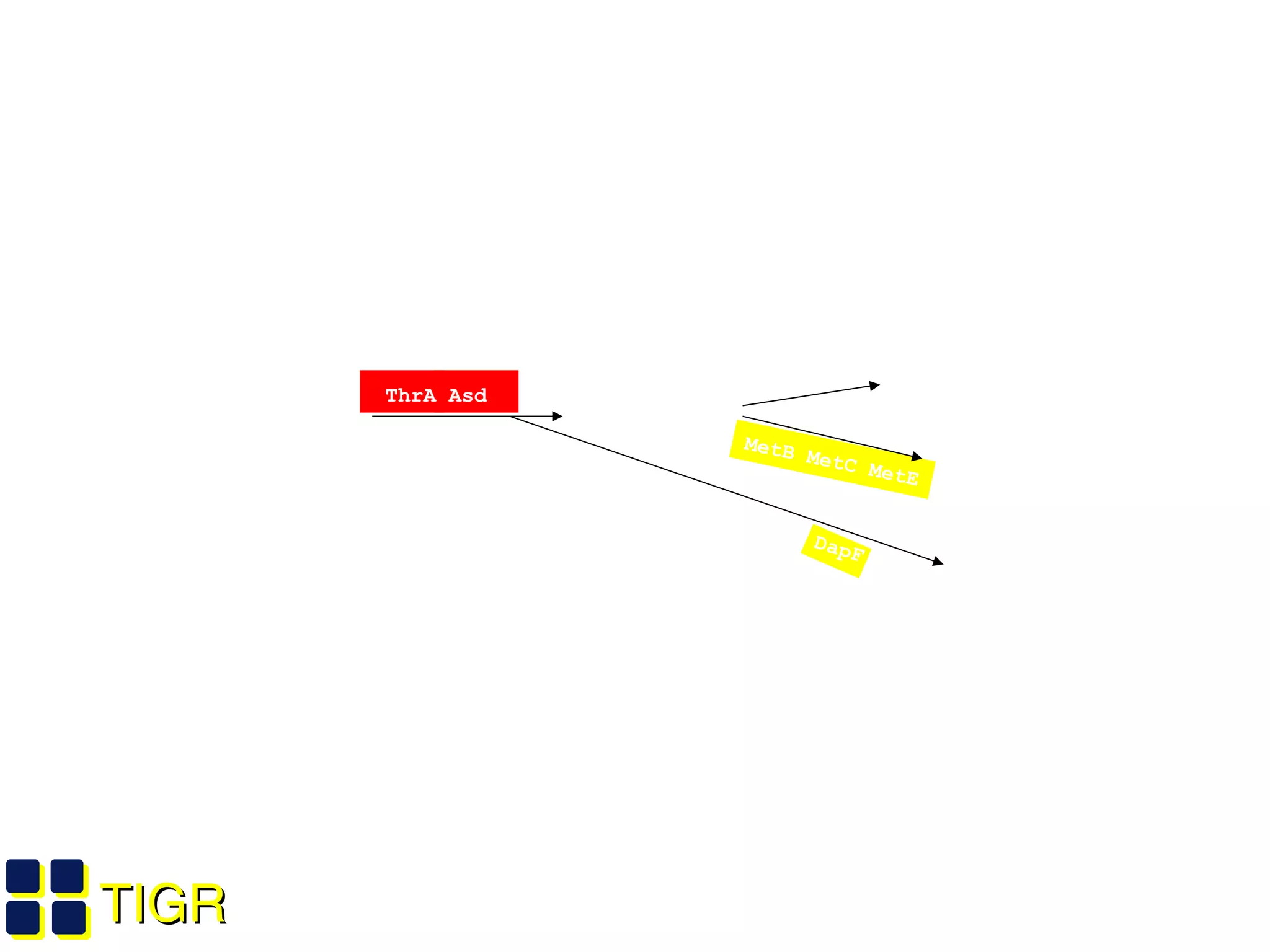 TIGRTIGR
Aspartate
ThrA Asd
Homoserine
ThrB ThrC
MetB MetC MetE
Thr
Met
DapA DapB DapD DapC DapE DapF LysA Lys
 