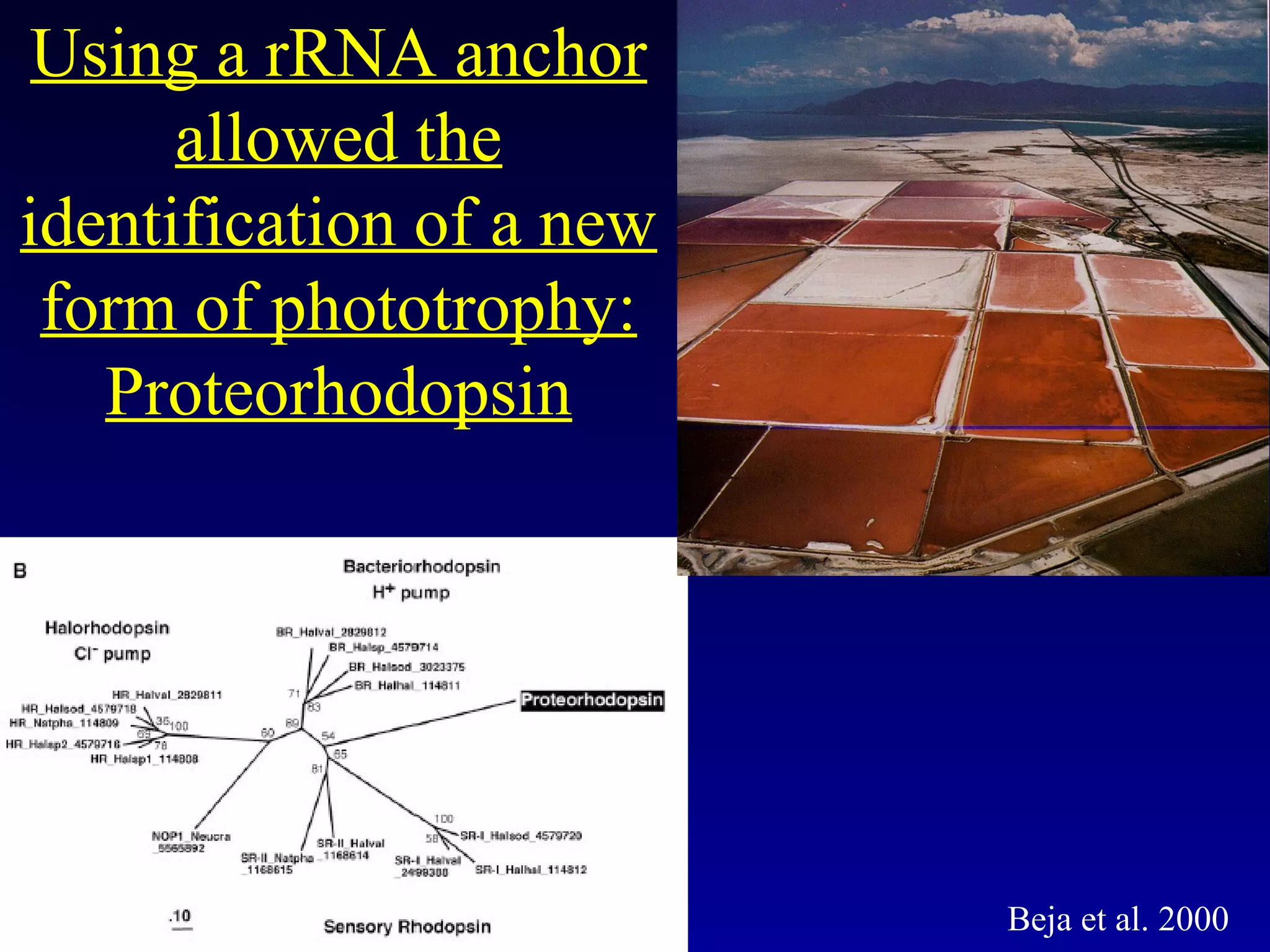 TIGRTIGR
Using a rRNA anchor
allowed the
identification of a new
form of phototrophy:
Proteorhodopsin
Beja et al. 2000
 