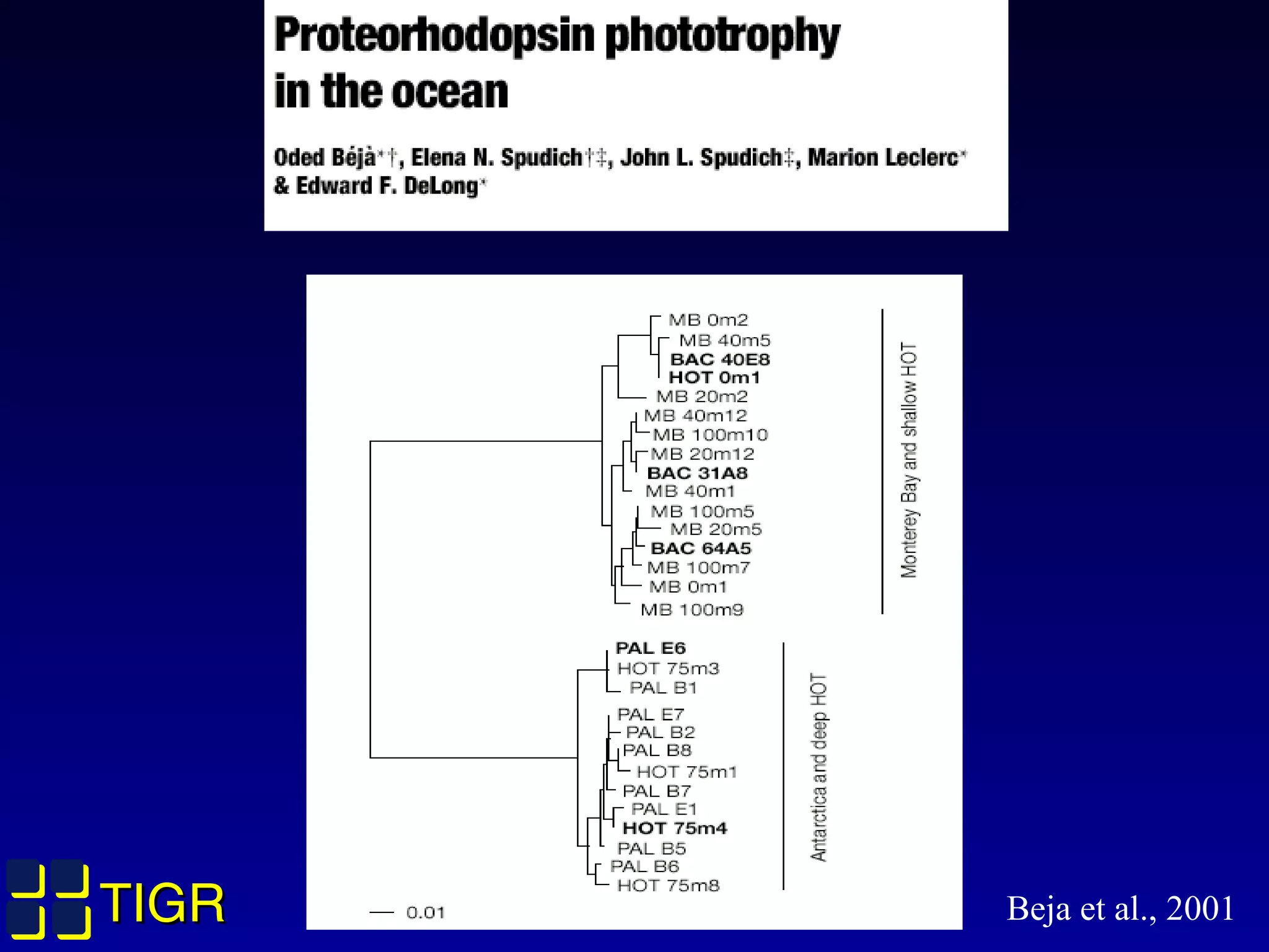 TIGRTIGR Beja et al., 2001
 